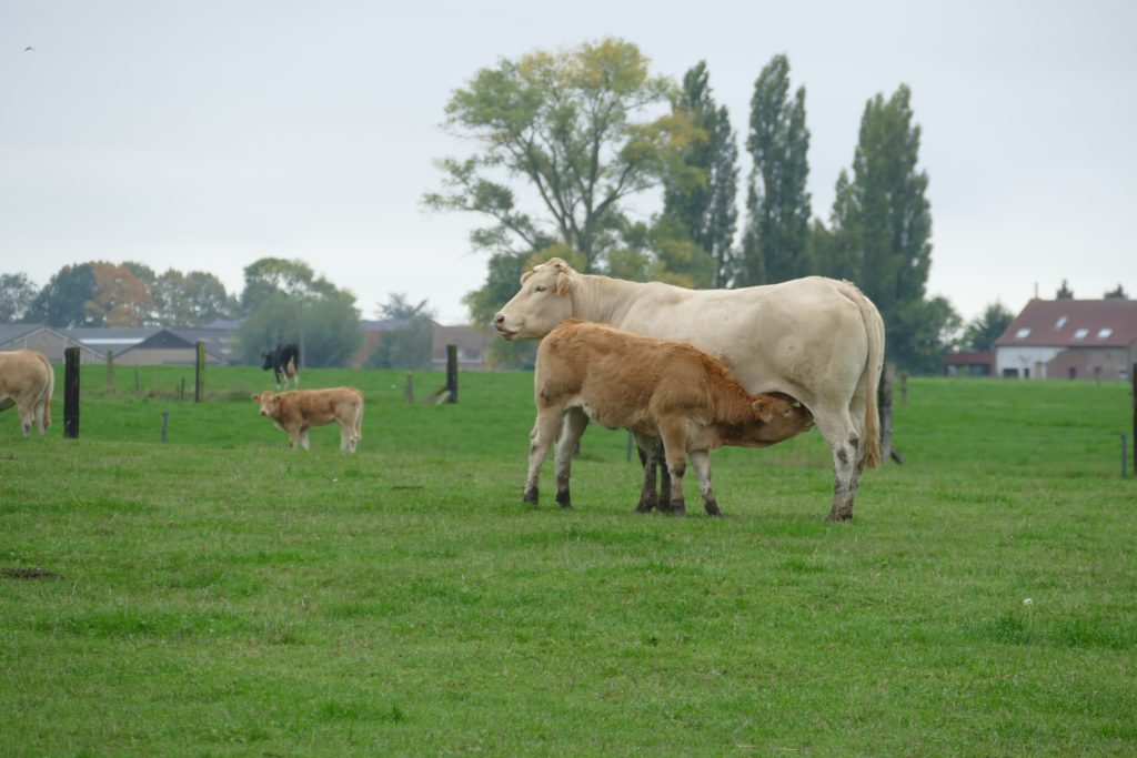 proprete-bord-de-champ-mouscron